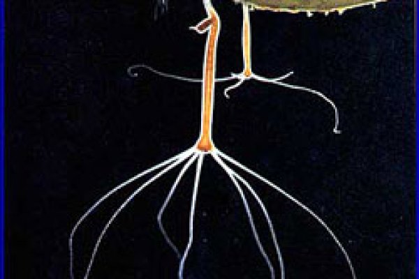 Рабочий кракен посудомоечная машина