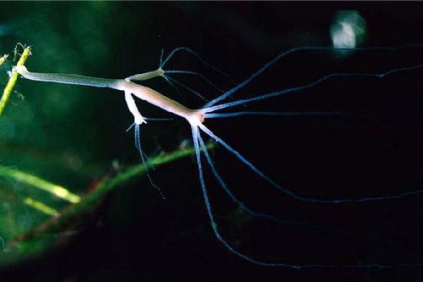 Krab5 at техника для дома