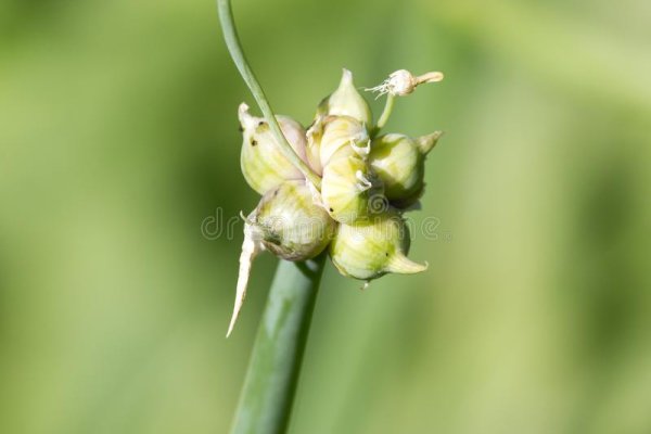 Ссылка на кракен тор пылесос