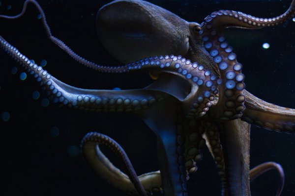 Сайты kraken стиральная машина