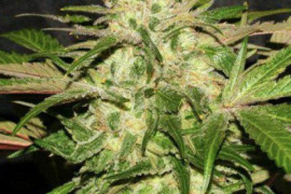 Krab9 at холодильник