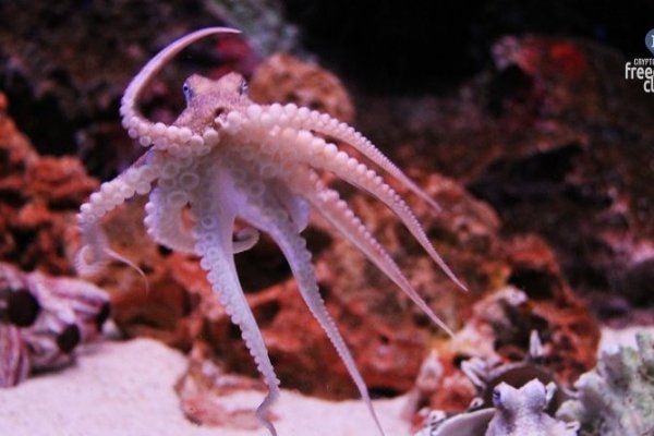 Кракен переходник ссылка стиральная машина