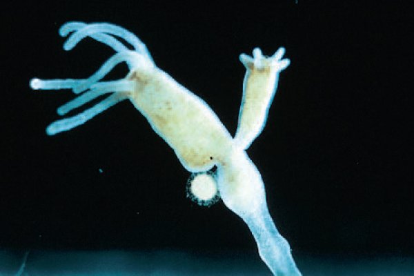 Krab6 at пылесос