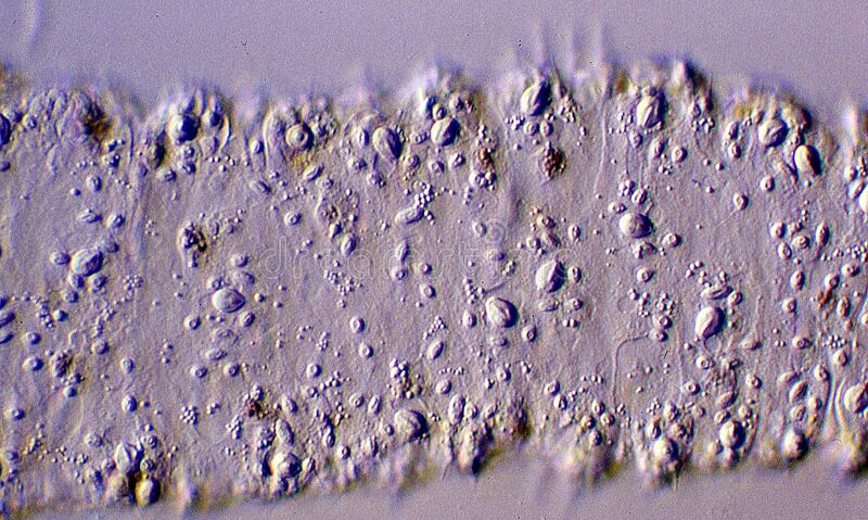 Кракен нов кухонная техника