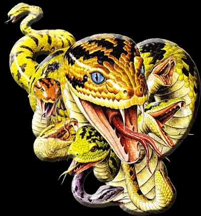 Krab8 at конвектор